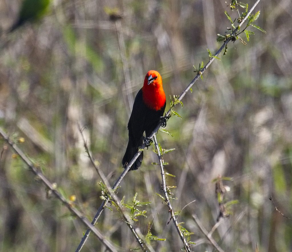Scarlet-Headed Blackbird1727