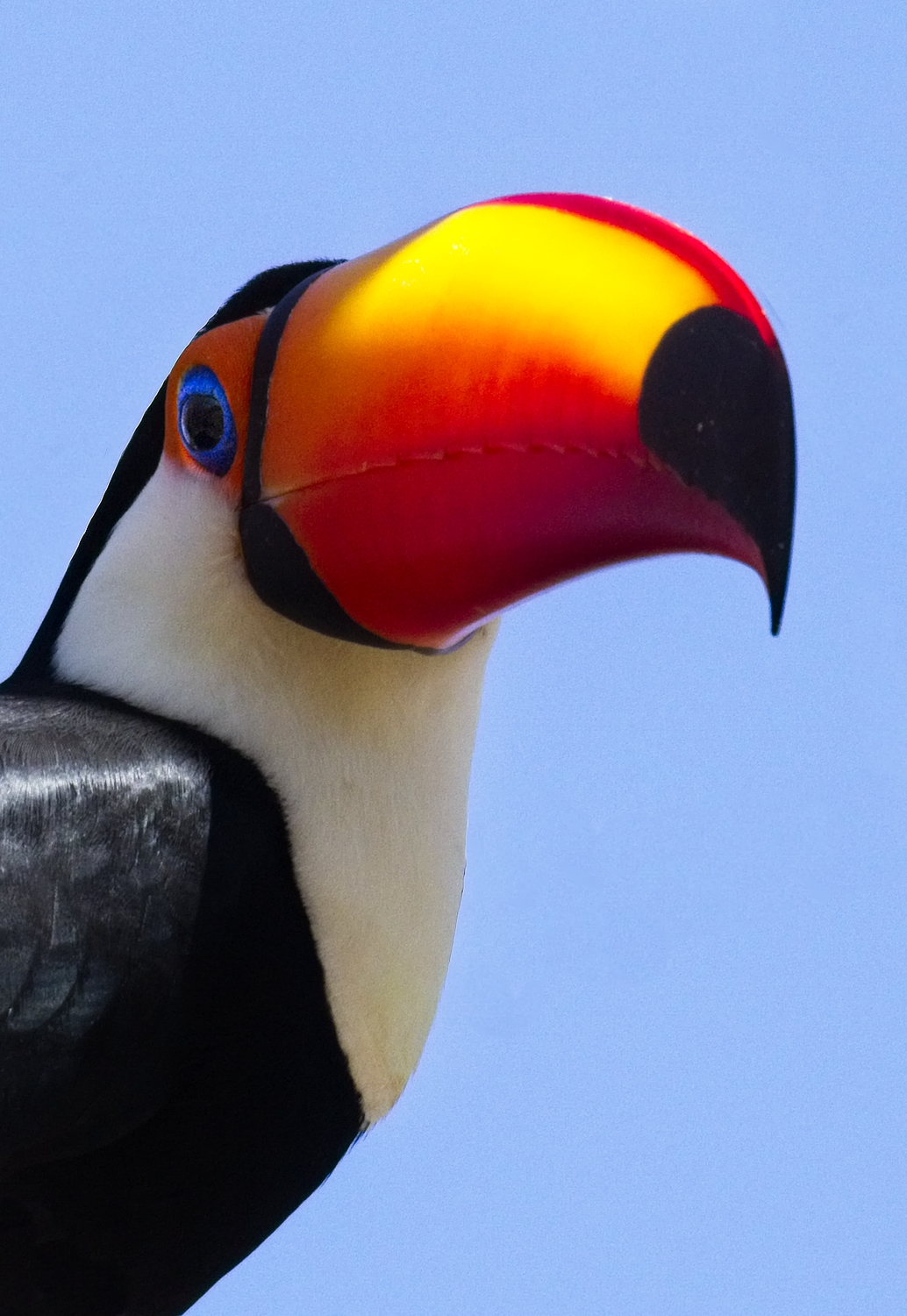 Toco Toucan6340