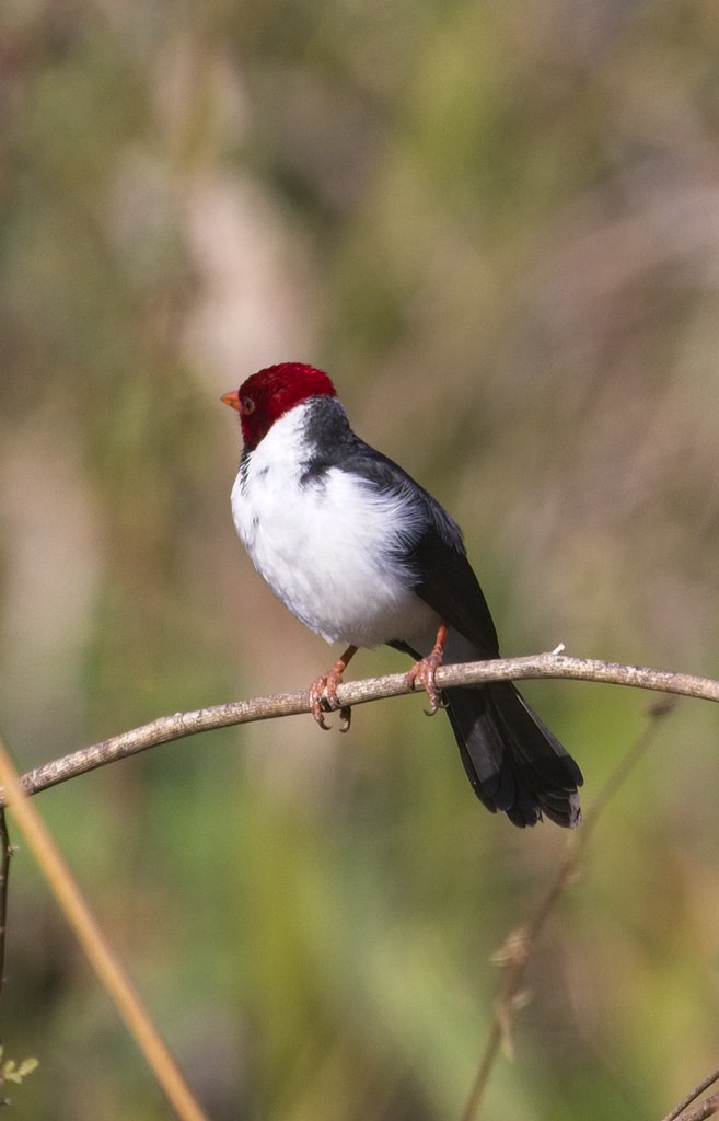 Yellow-billed Cardinal1171