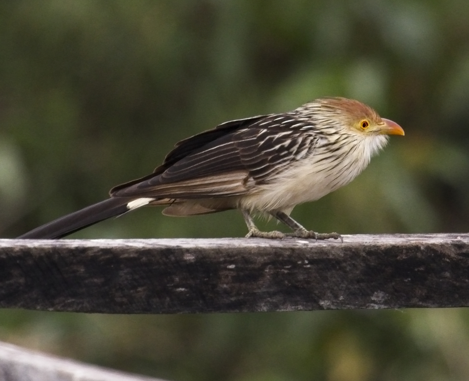 Yellow-billed Cuckoo4798