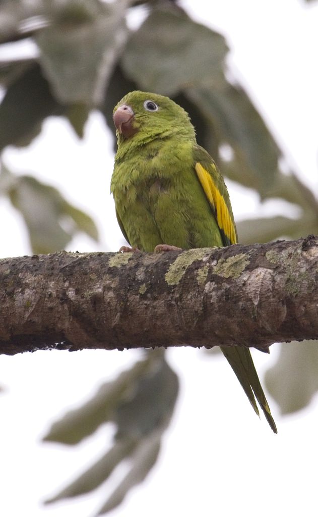 Yellow-winged Parakeet4629