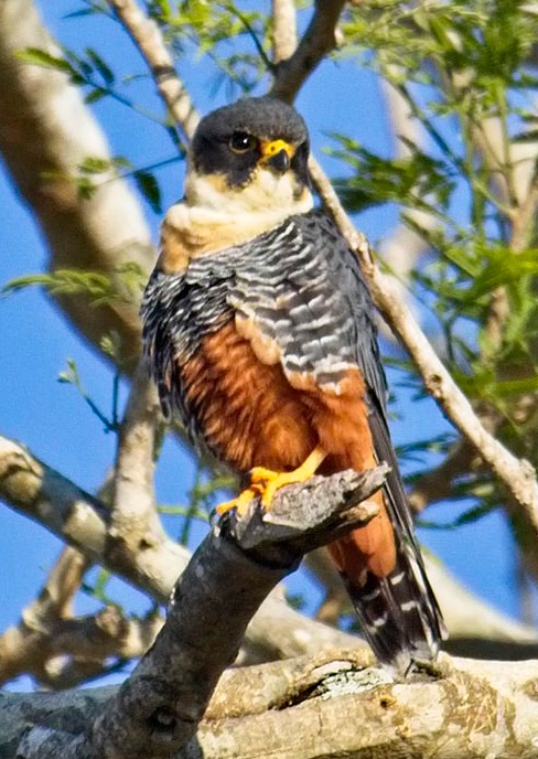 Bat Falcon 0342
