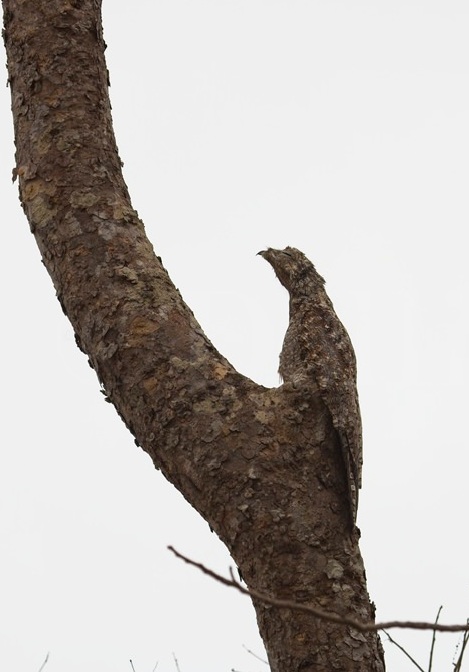 Common Potoo 5316
