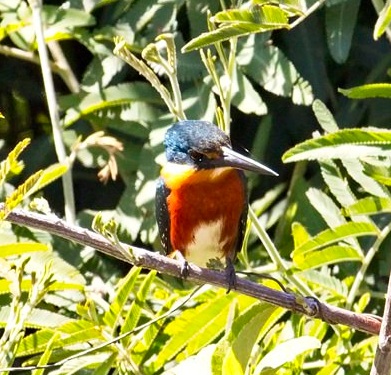 American Pygmy Kingfisher8638