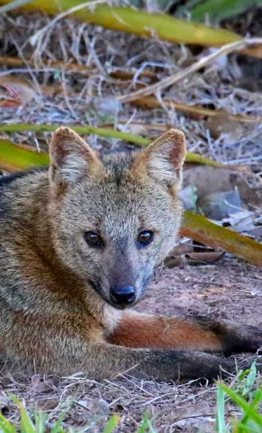 Crab-eating Fox 9898