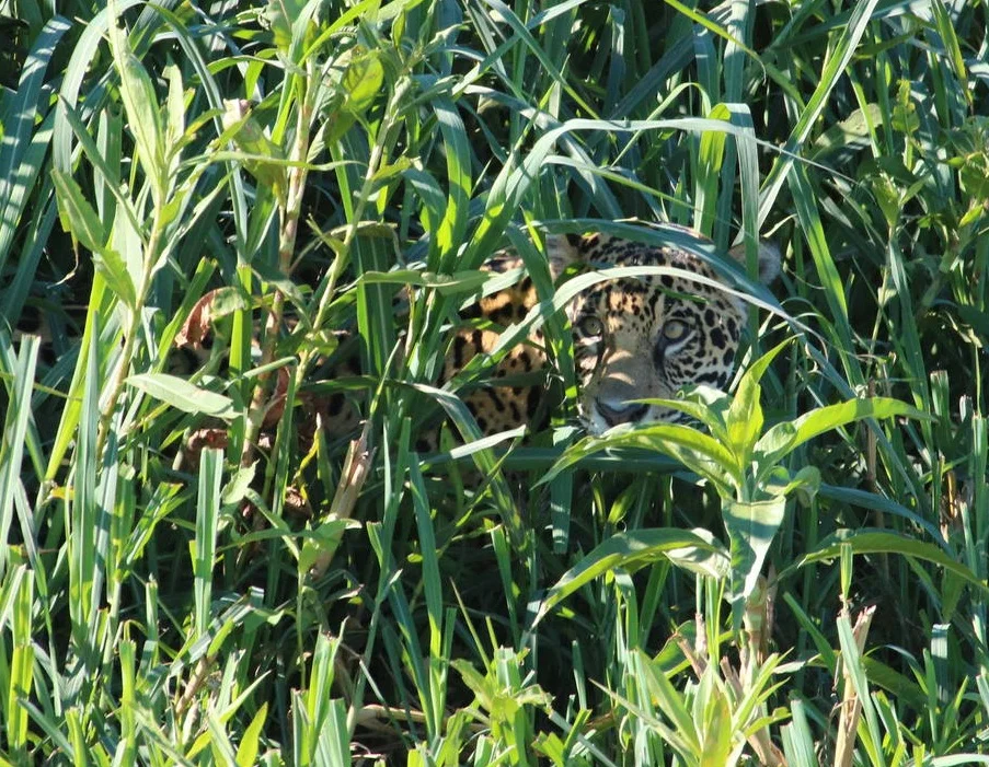 Jaguar 7760
