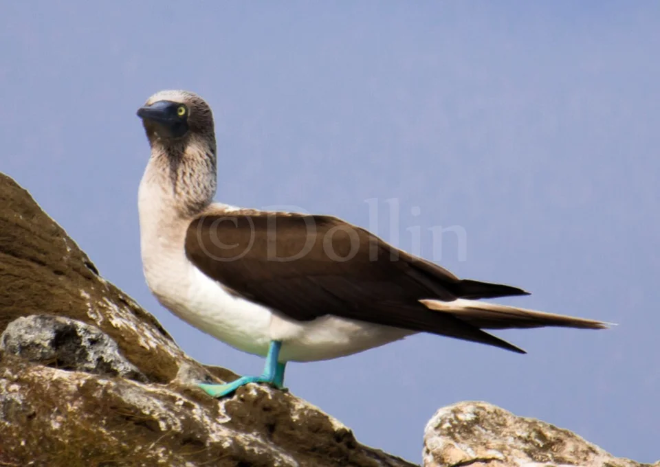 Blue footed Booby.jpg