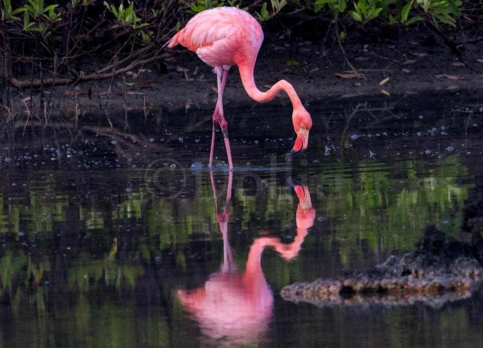 Galapagos Flamingo.jpg
