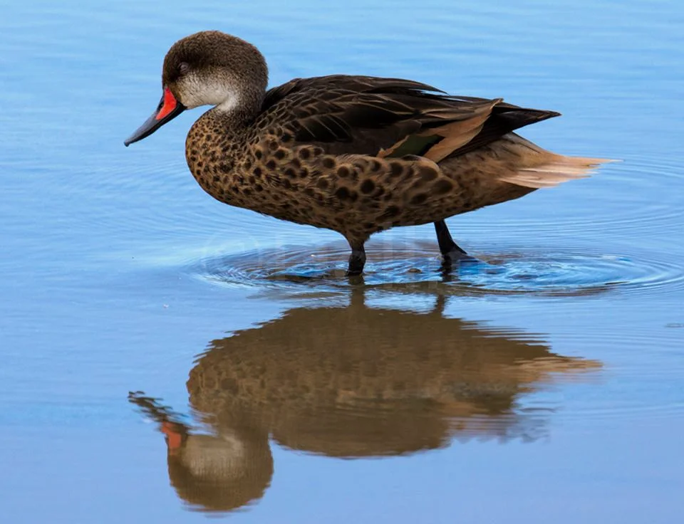 White cheeked Pintail.jpg