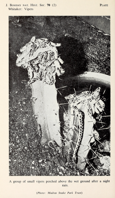 Small Vipers, Journal Bombay Natural Hist. Society , 1973