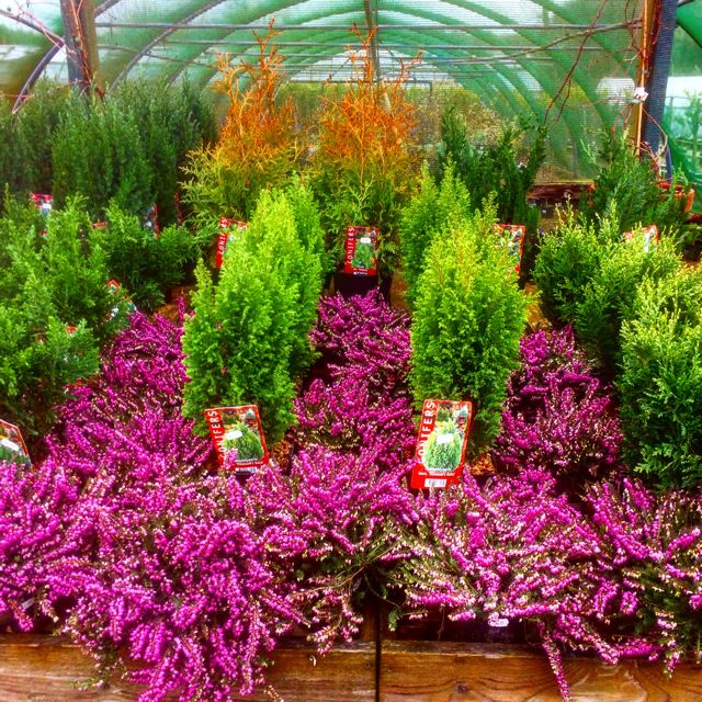 Plant Nursery, Landscaping, Garden Design, House plants, Plant Pots, Antiques, Objects d’Art, Furniture, Garden Maintenance, Paintings, Firewood, Hastings, Icklesham, East Sussex