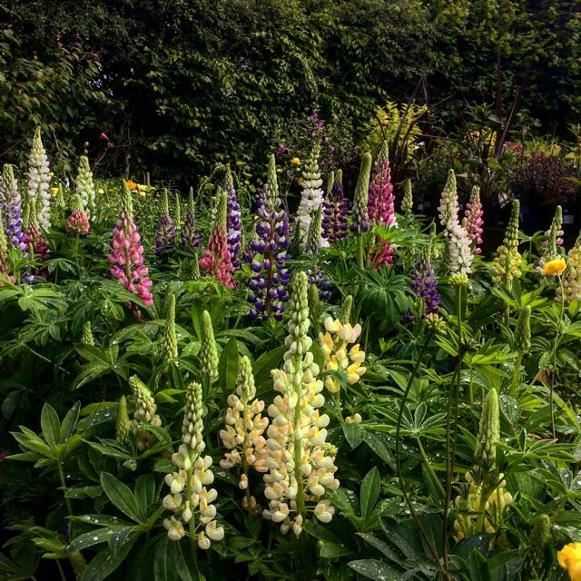 Harborough Nurseries