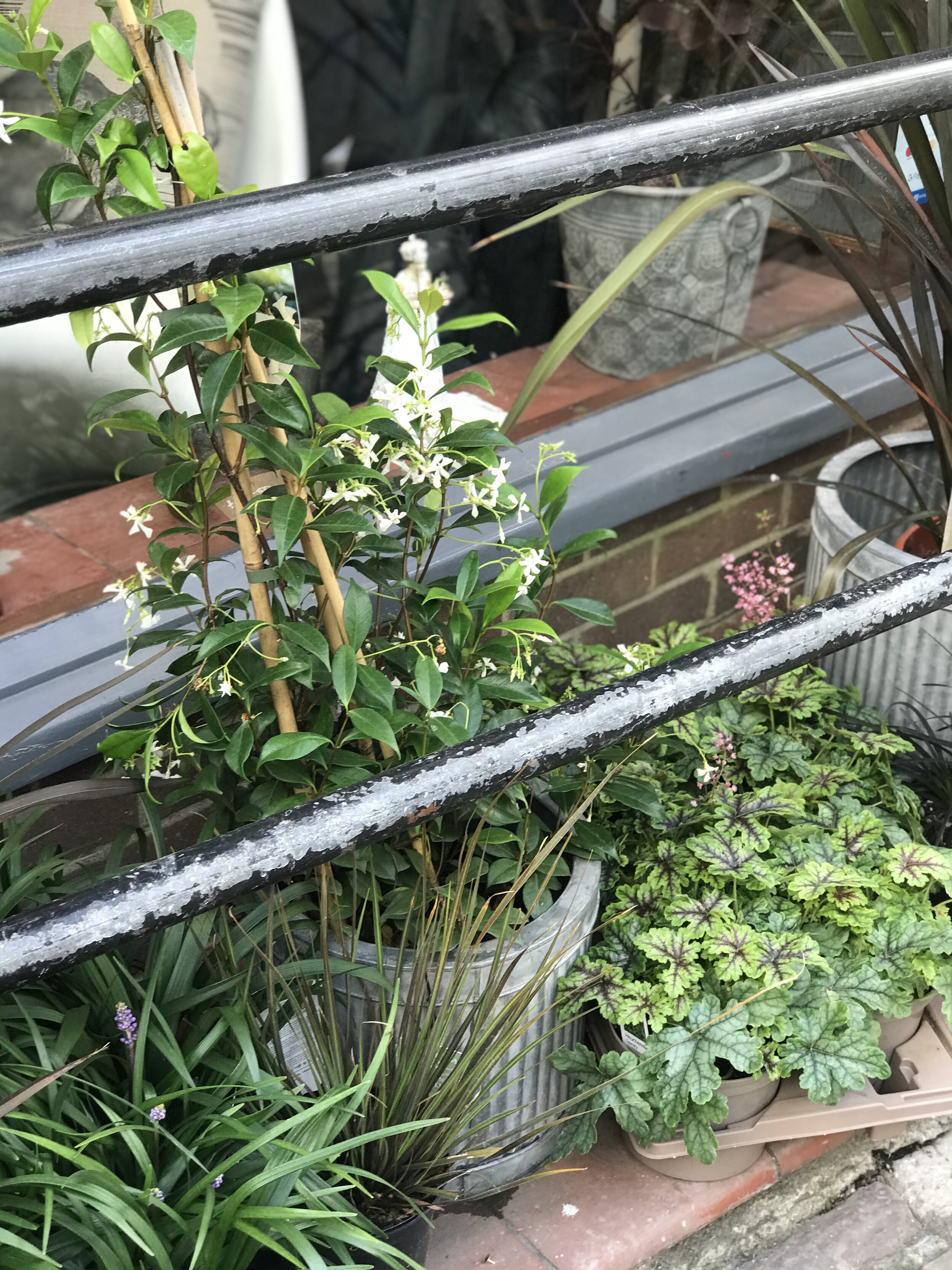 Courthouse Collective, Hastings — Harborough Nurseries