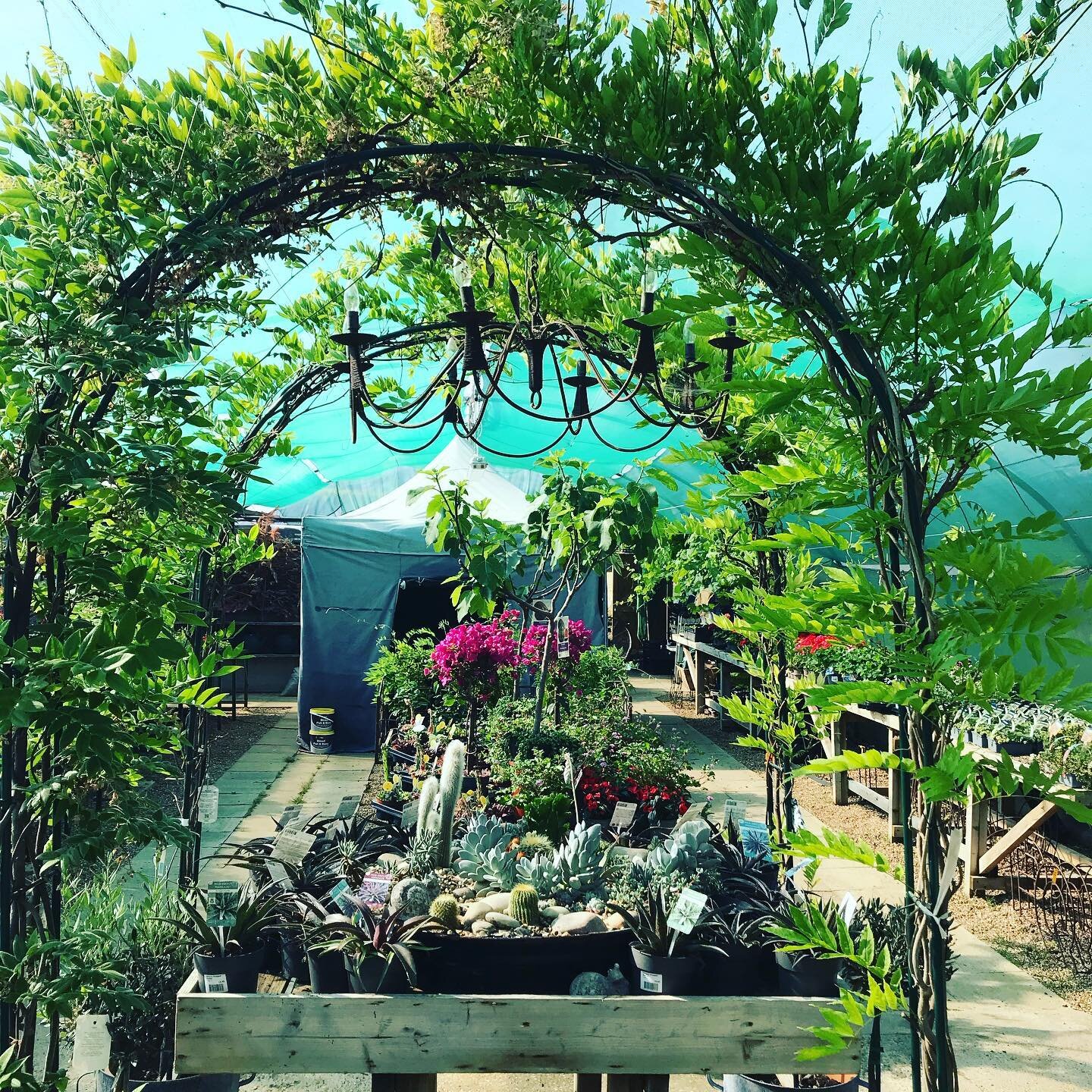 We have plants for #inside #outside #fullsun #shade #hanging #crawling #succulents #trees #fruits #bushes #roses #beds #Allotments #beds #gaps #filling #annual #perennial #plantpower everywhere !

Summer in Bloom @harboroughnurseries 

now in stock @