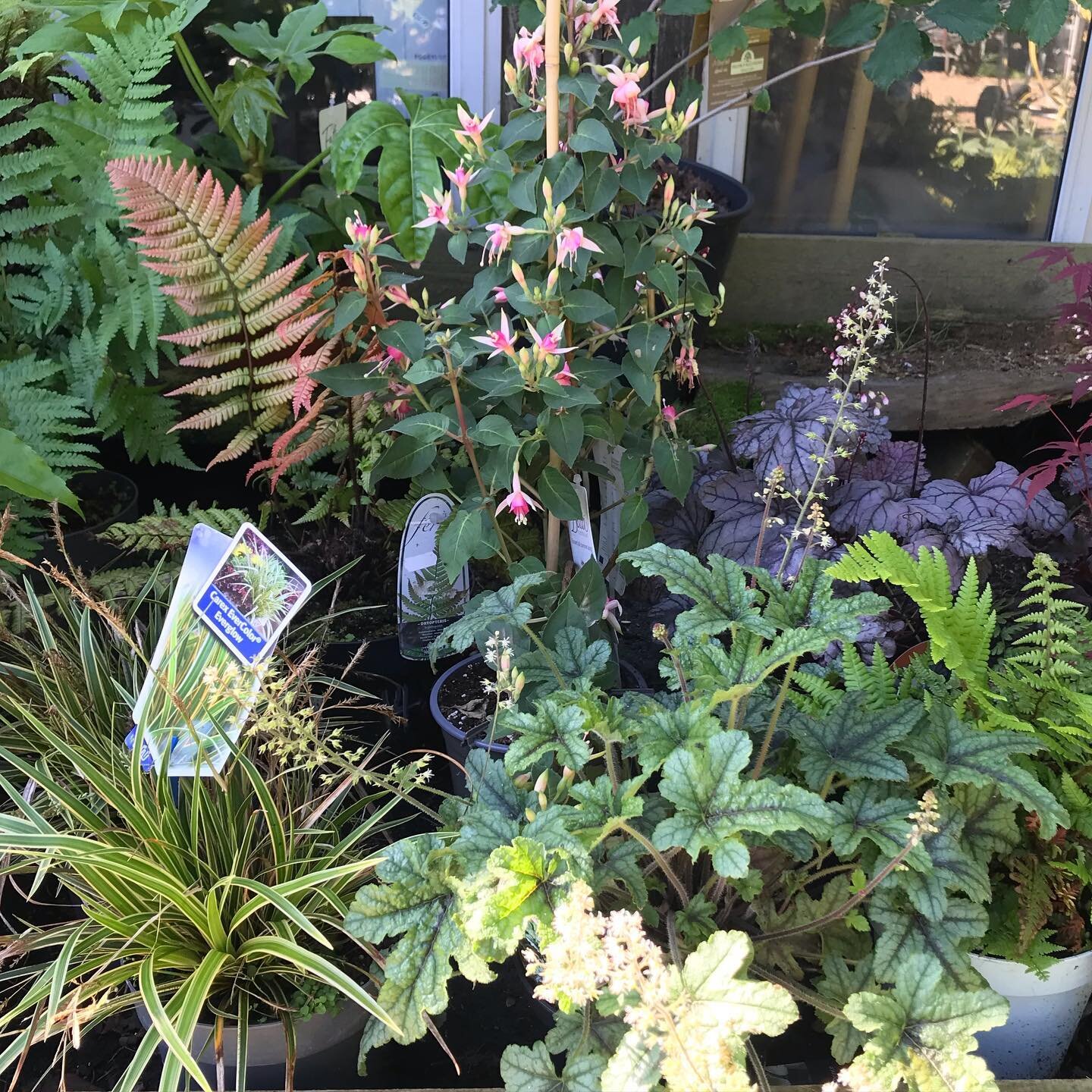 We have all sorts of specialist plants and the area to the right of the front Shop door is our Plants for Shade area. Here you&rsquo;ll find all of the #plants #flowers #bushes and #specimens that work in the #shade! Find us at TN35 4LU or  give us a