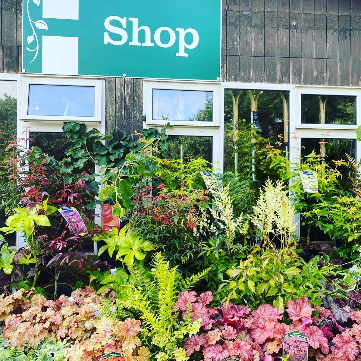 We&rsquo;re open all weekend ( and 7 days a week ) 10am-5pm @harboroughnurseries telephone ☎️ 01424 814220 location: TN35 4LU on the A259 at The Thorne, Guestling. #gardendesign #gardeninspiration #gardencentre