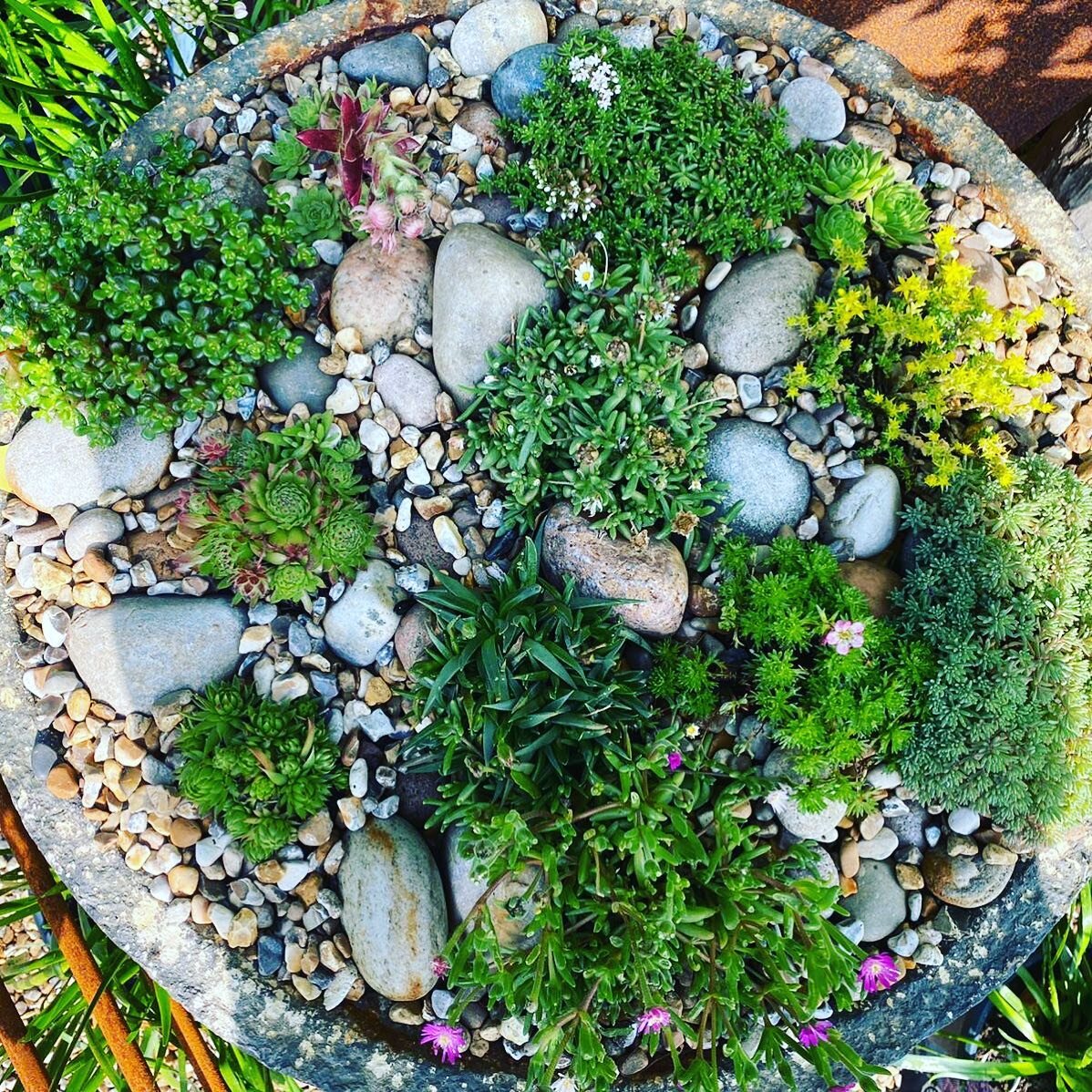 Beautiful circular #planting from @harboroughnurseries .... we design gardens, patios, interior spaces, paths and hybrid areas .... we specialise in marine and sea influenced areas where traditional gardens may not work.  We offer a full design &amp;