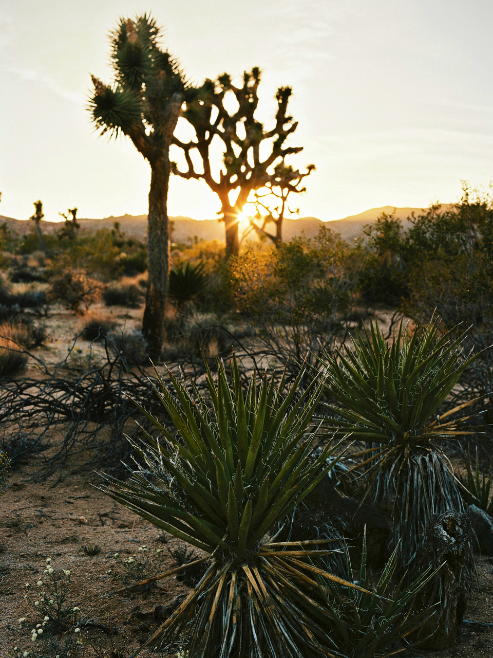 California_2016_Kodak_Ektar_2_4.jpg