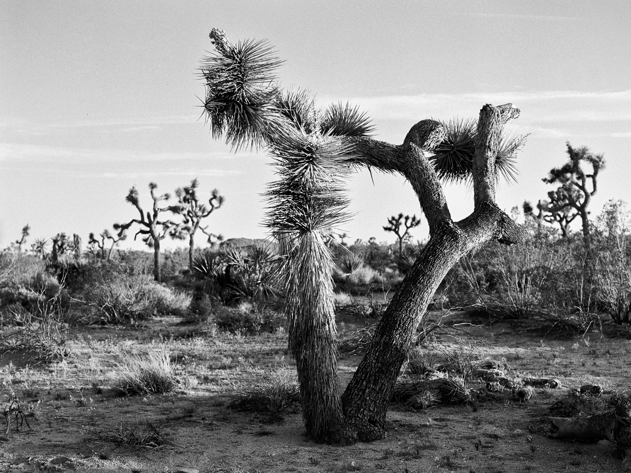 California_2016_Kodak_Tri-x_5_4.jpg