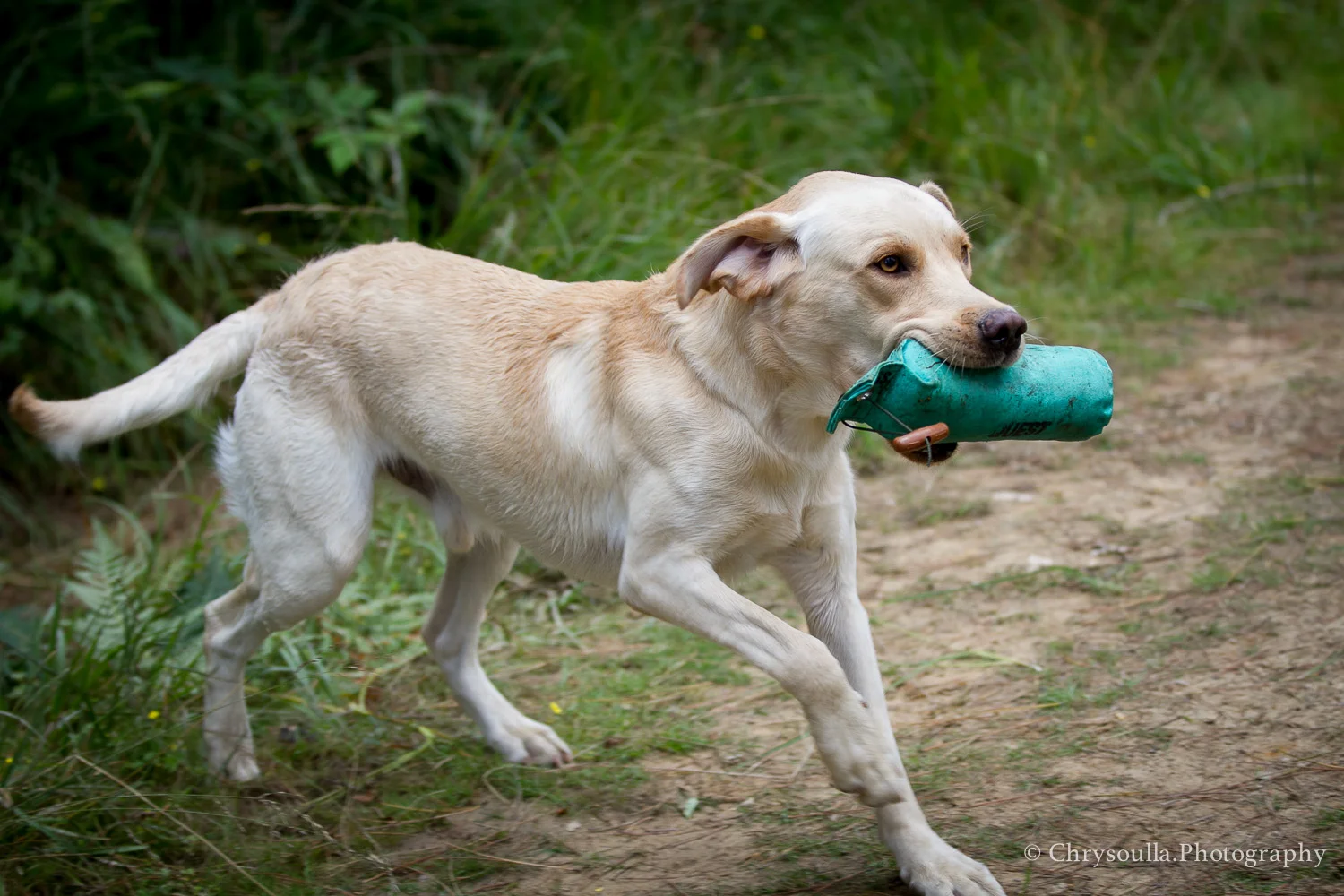 DogTrainingck20160820-CKIMG_2557.jpg