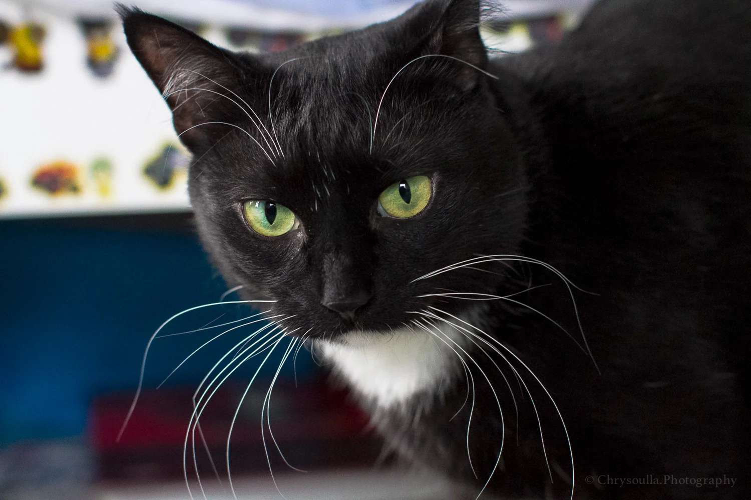 Pets Cats ckIMG_9960.jpg