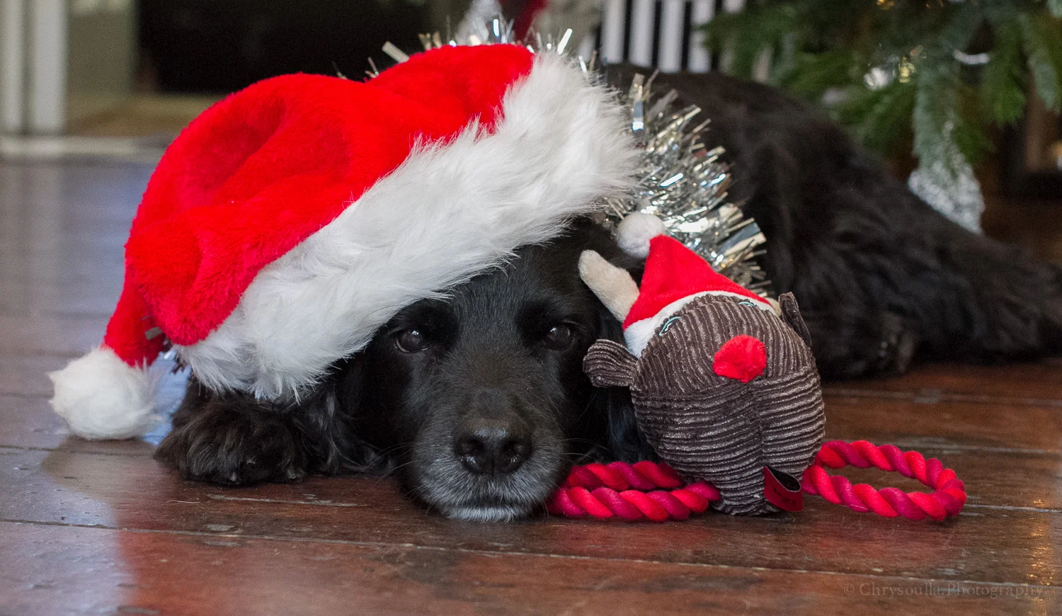 PetsDogSam ckIMG_9627.jpg