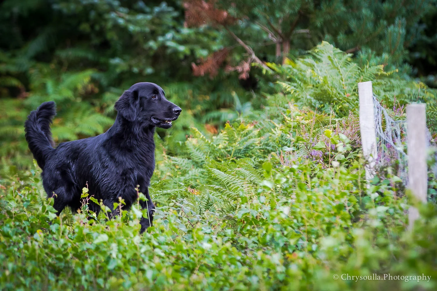 DogTrainingck20160820-CKIMG_2757.jpg