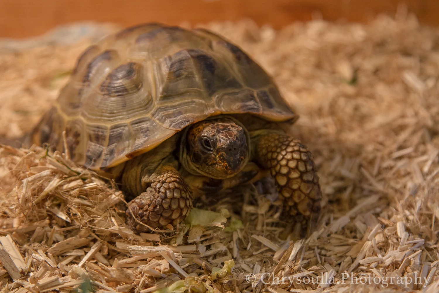 Pets ckIMG_8821.jpg