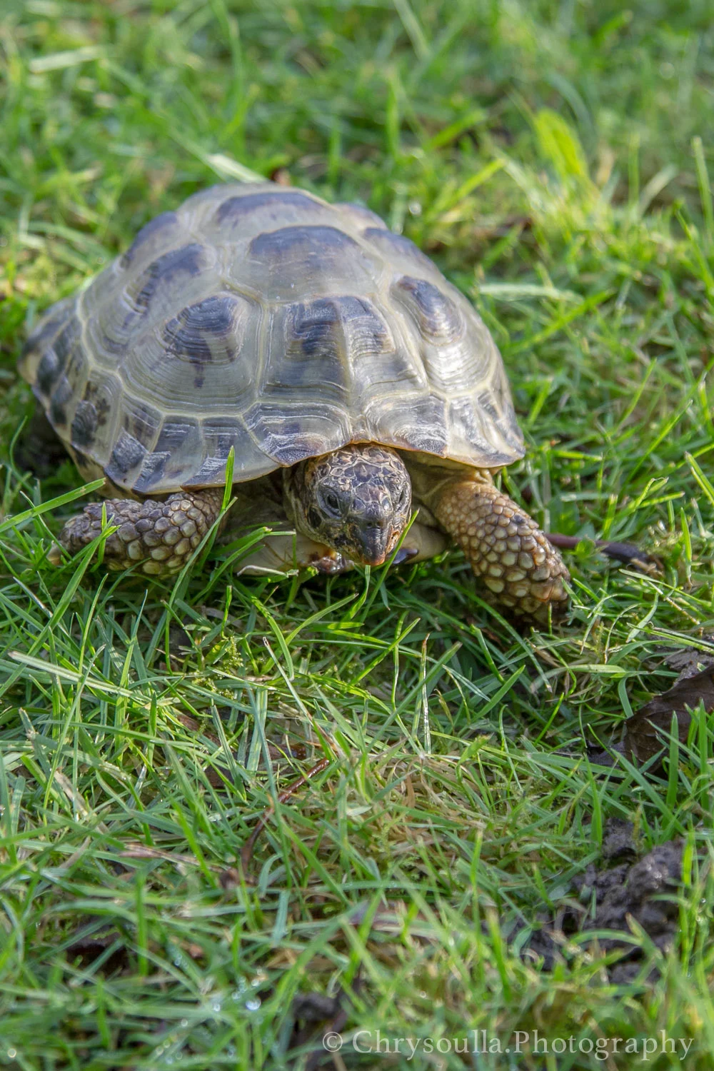 Pets ckIMG_9071.jpg