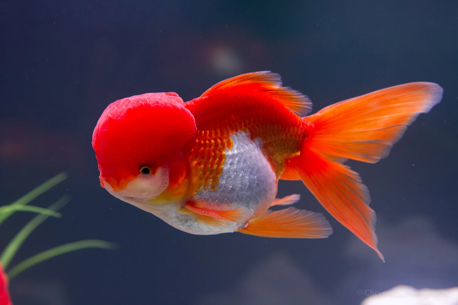 Pets fish ckIMG_9772.jpg