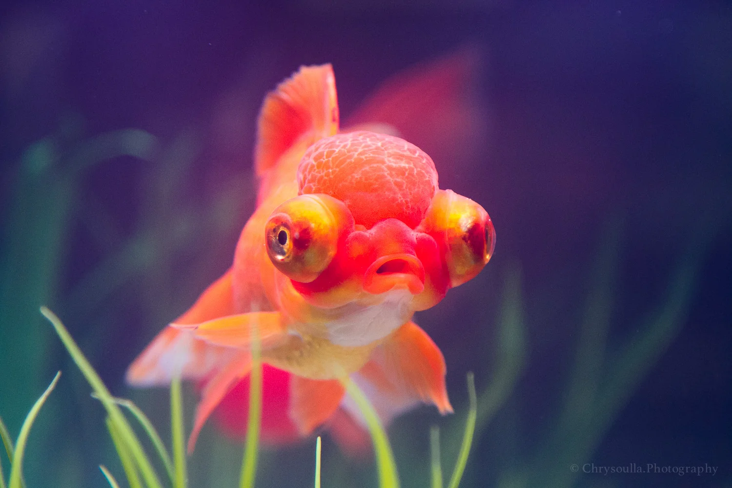 Pets fish ckIMG_9792.jpg