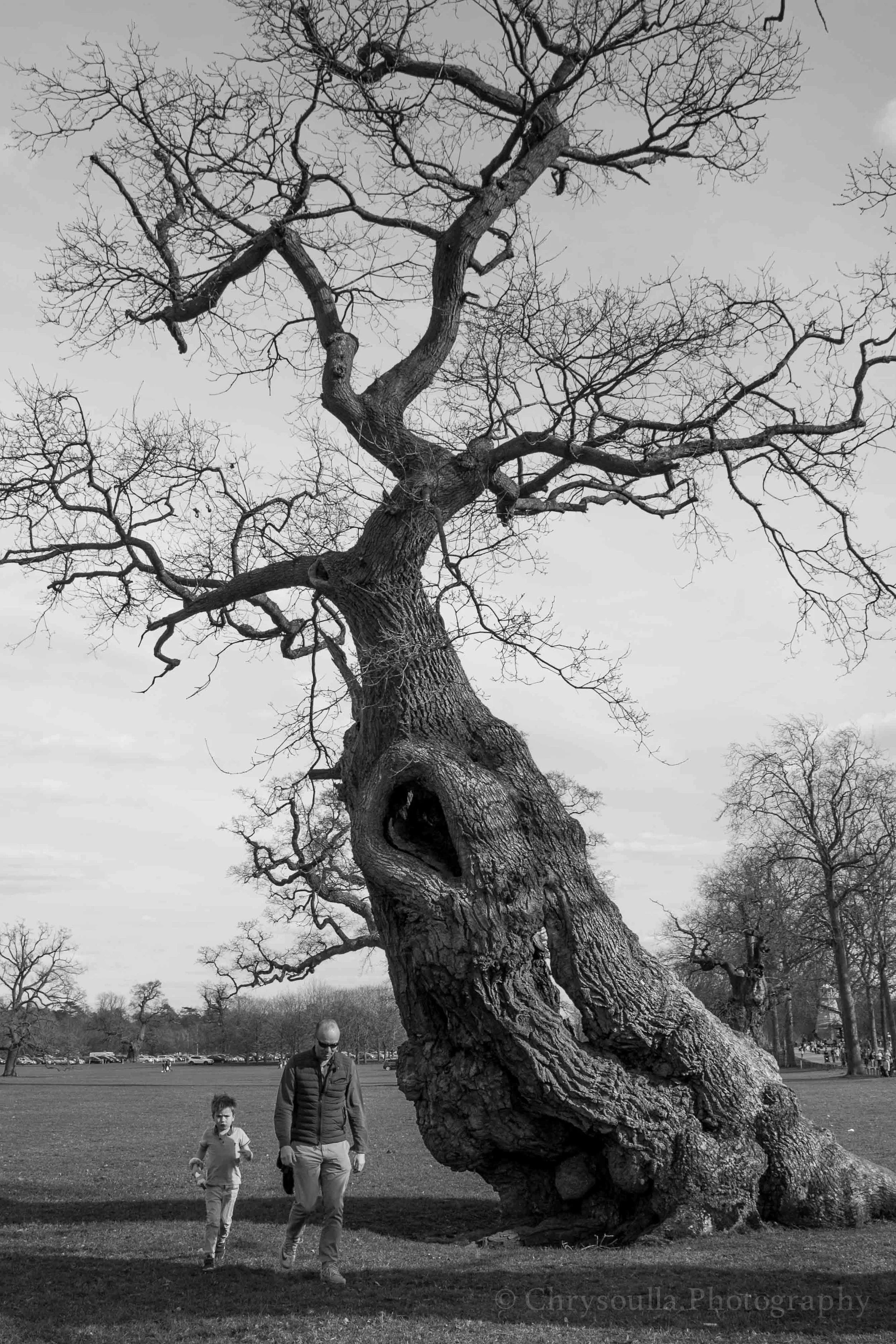 Trees