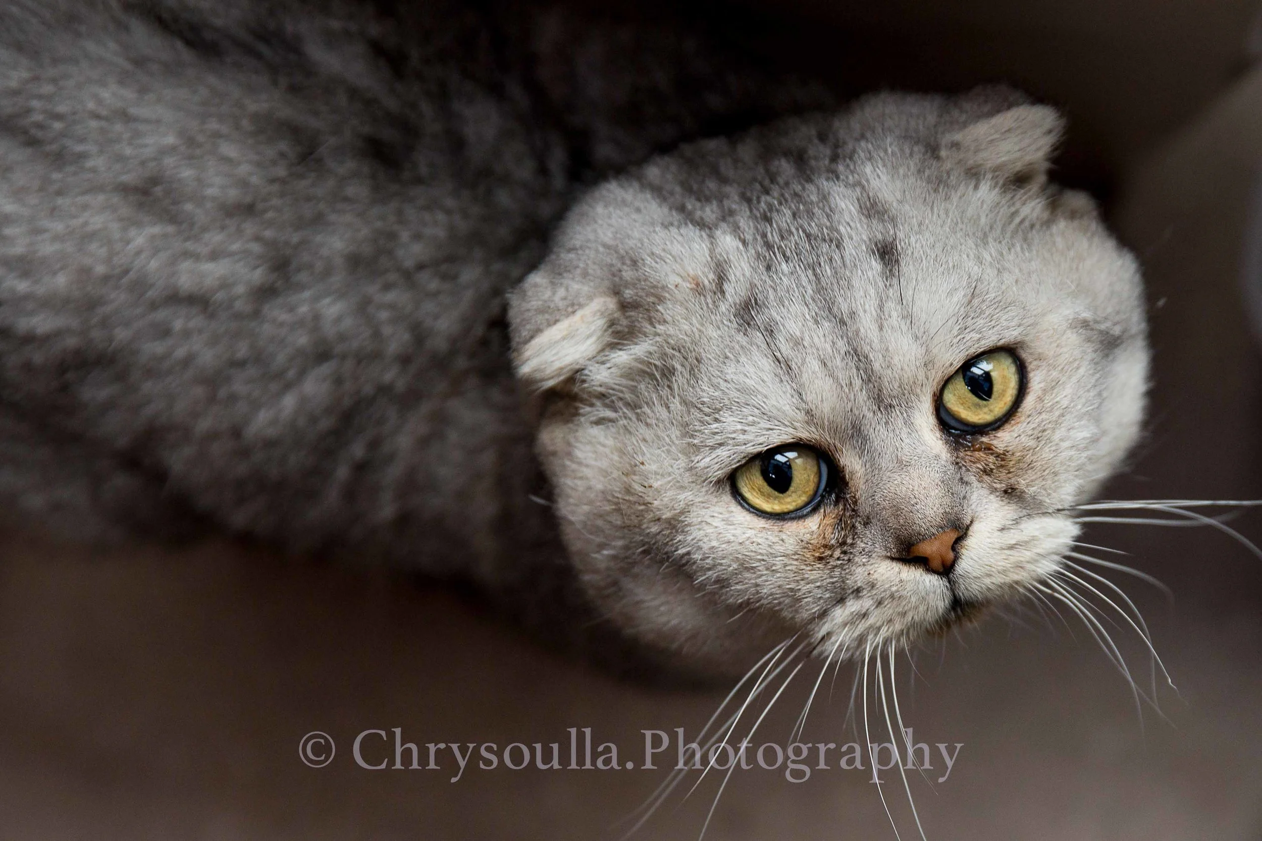 Chrysoulla Photography