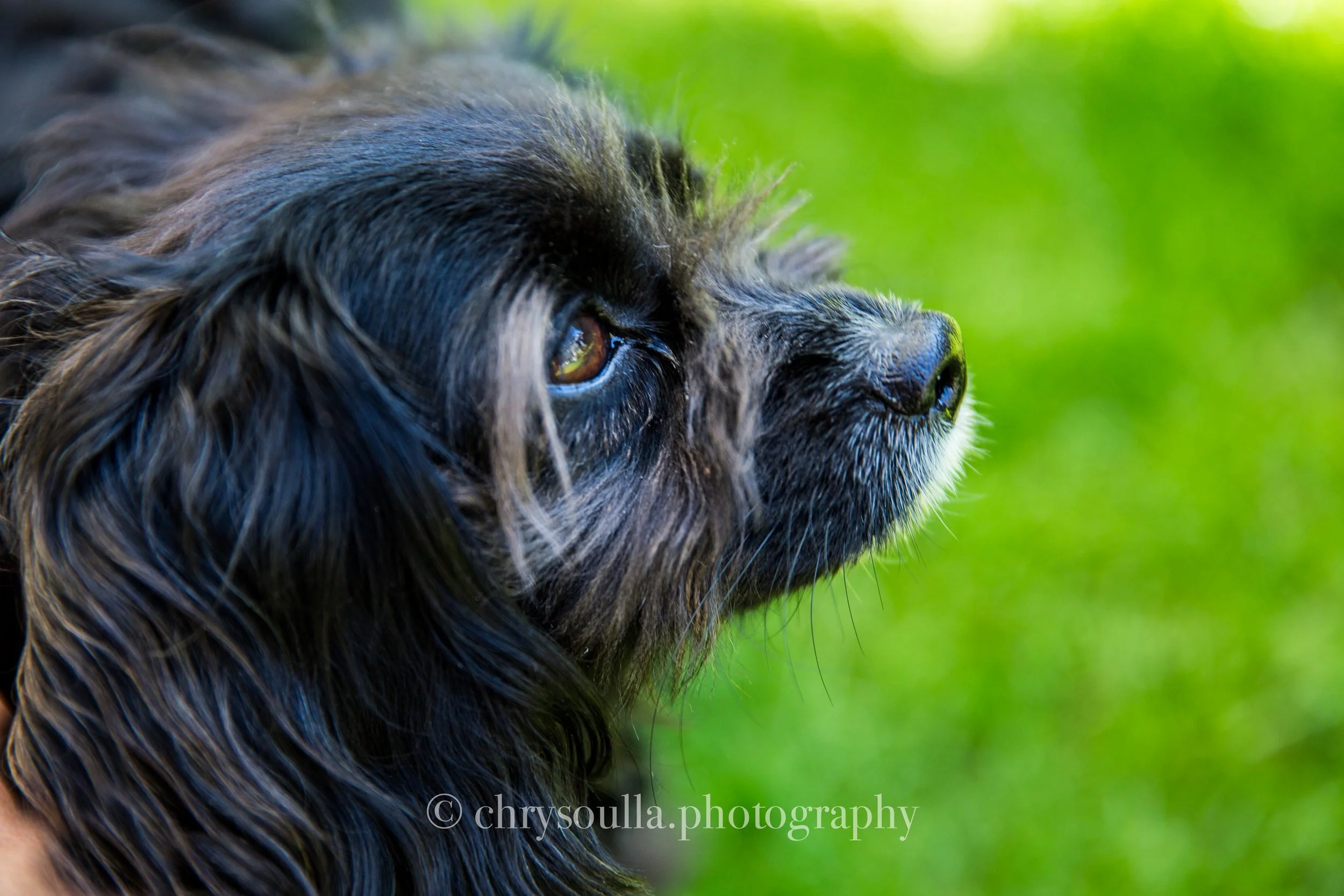 Ruby, Cavapoo