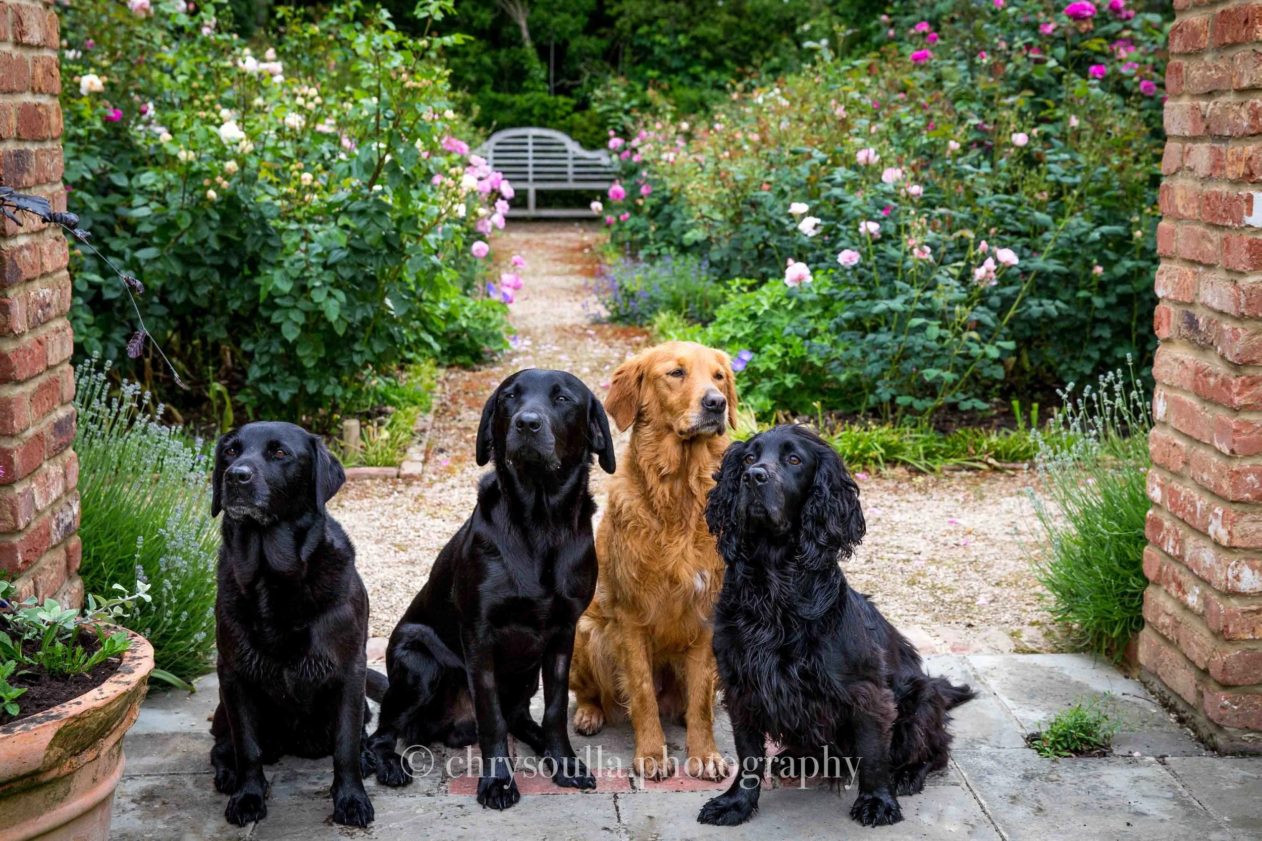 Dog Portrait, Pet Photography