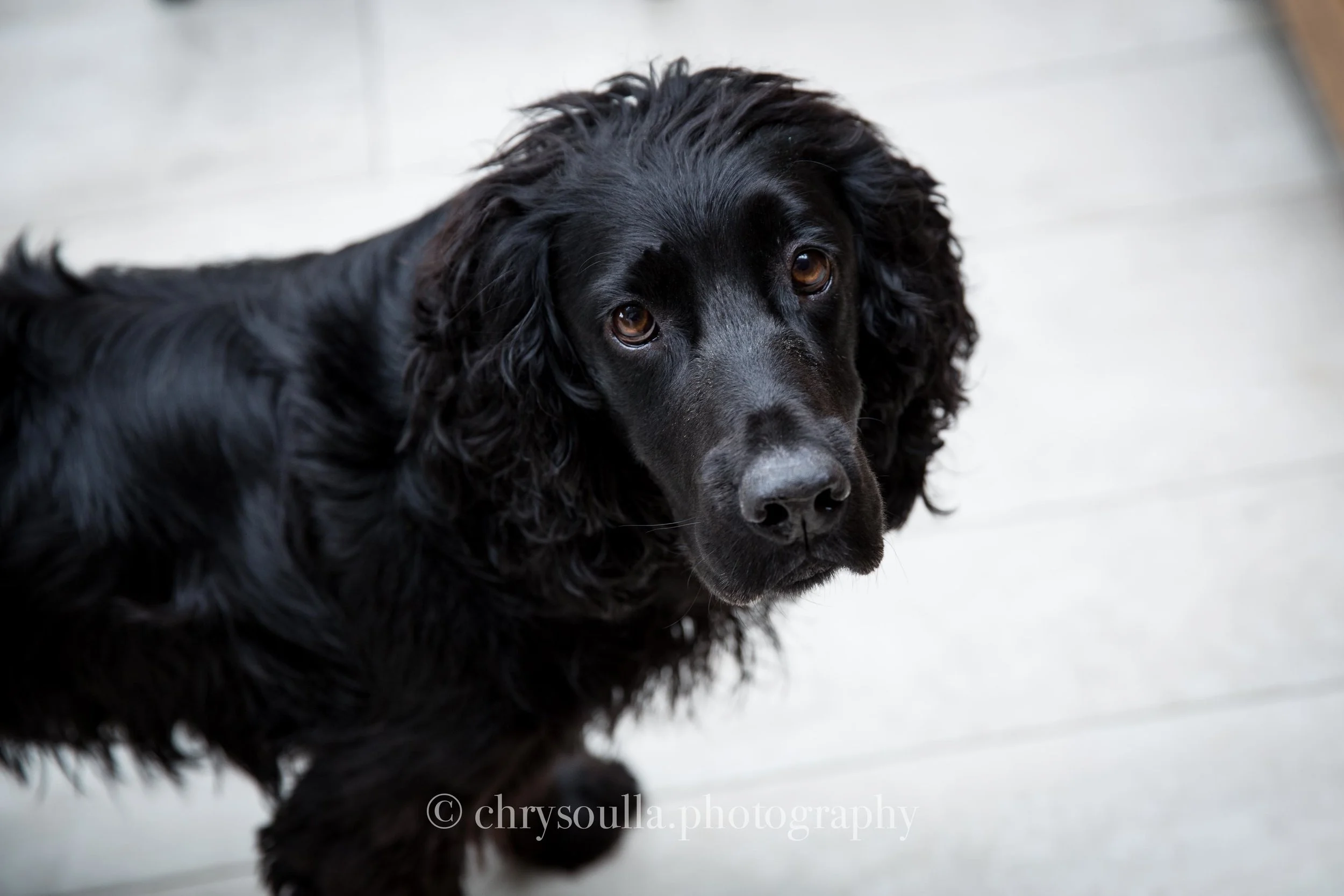 Dog Portrait