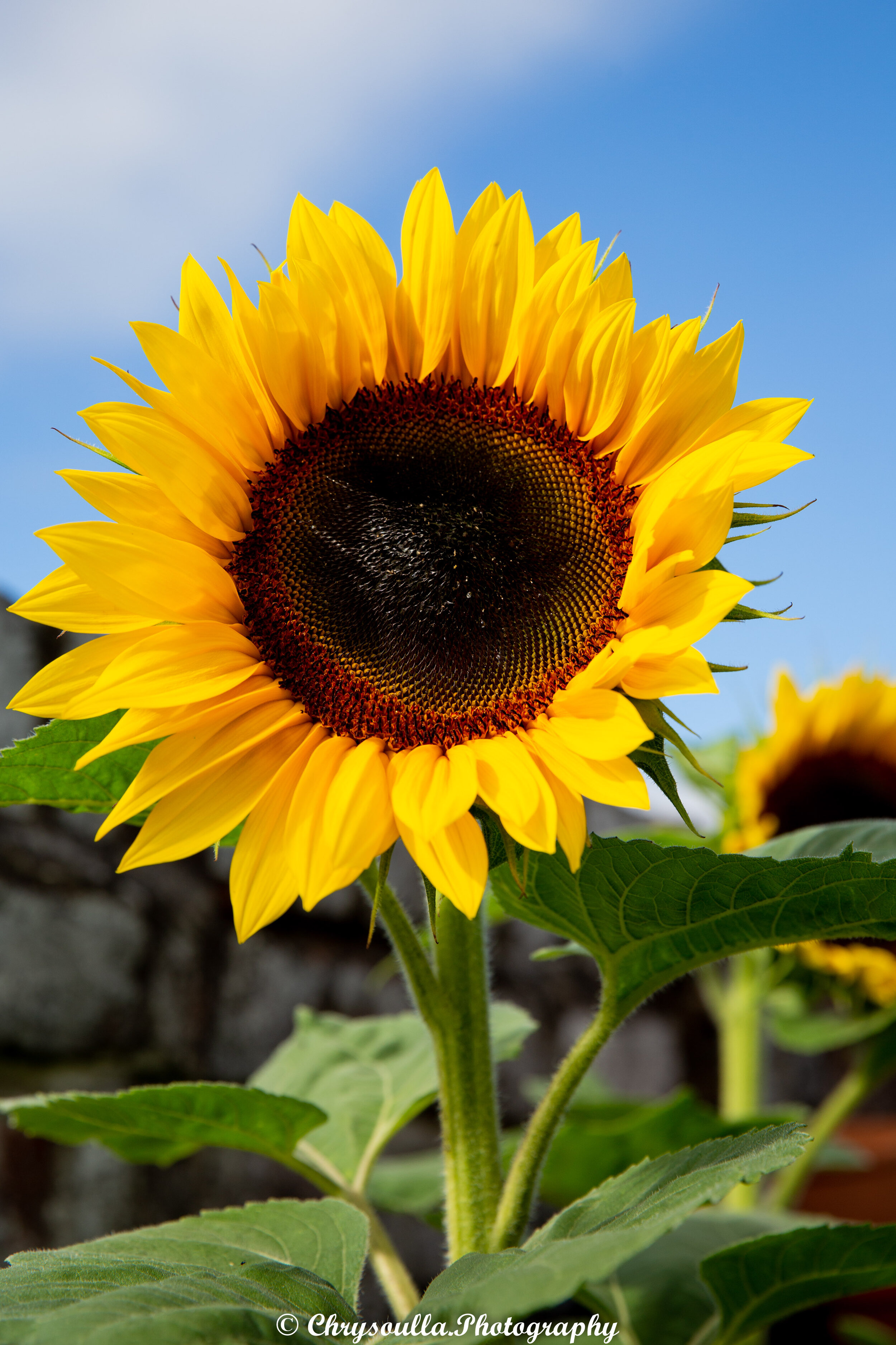 Happy Flower