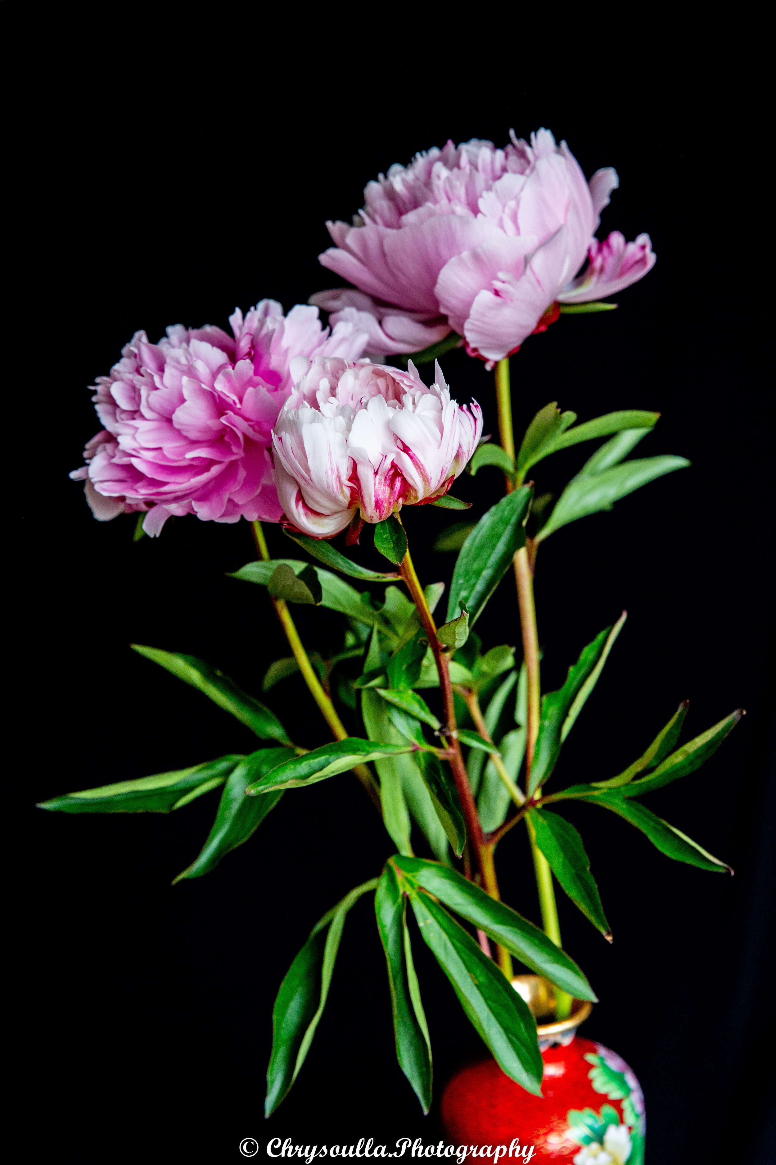 Peonies in a vase - Summer Flowers