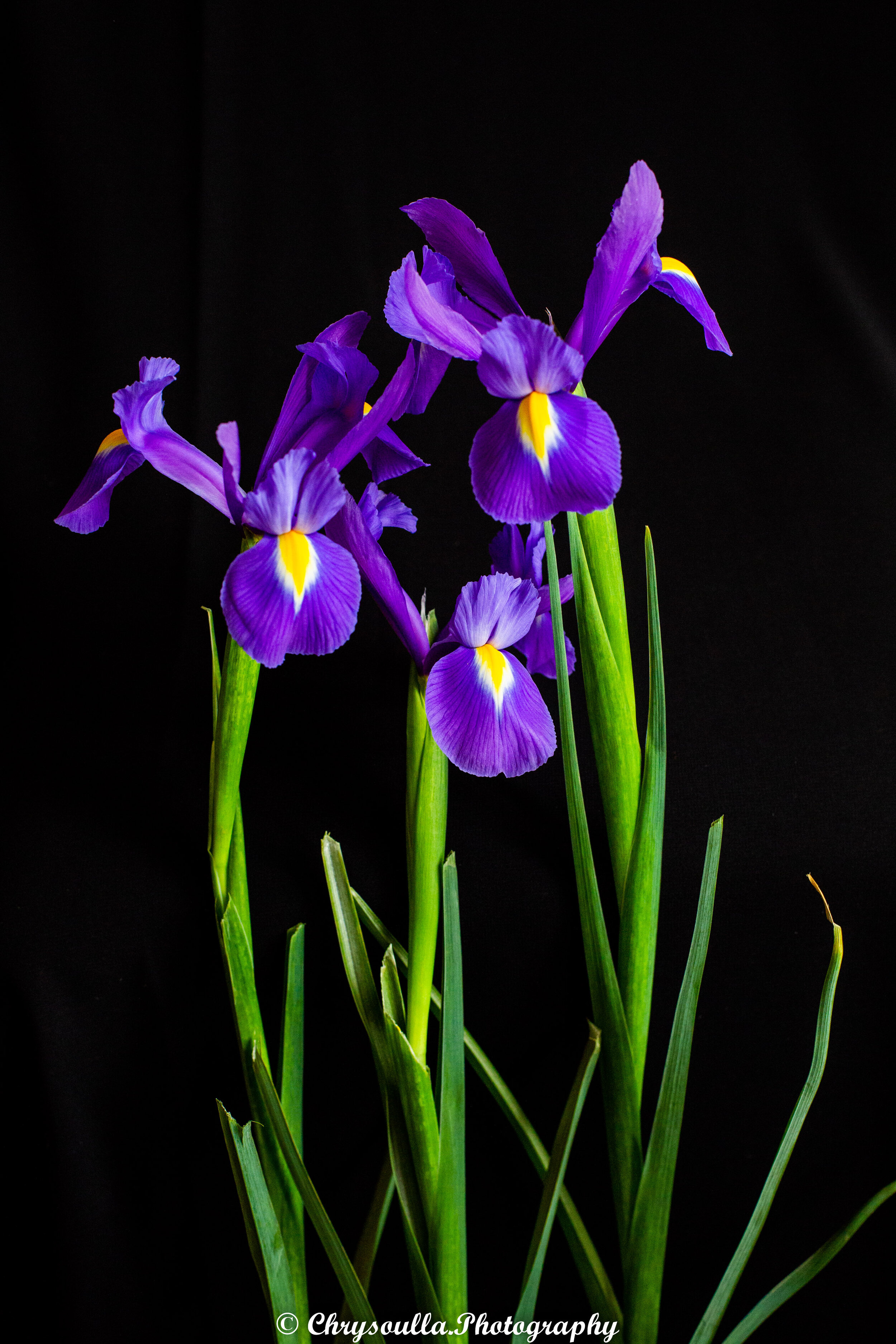 Purple Iris Standing Tall