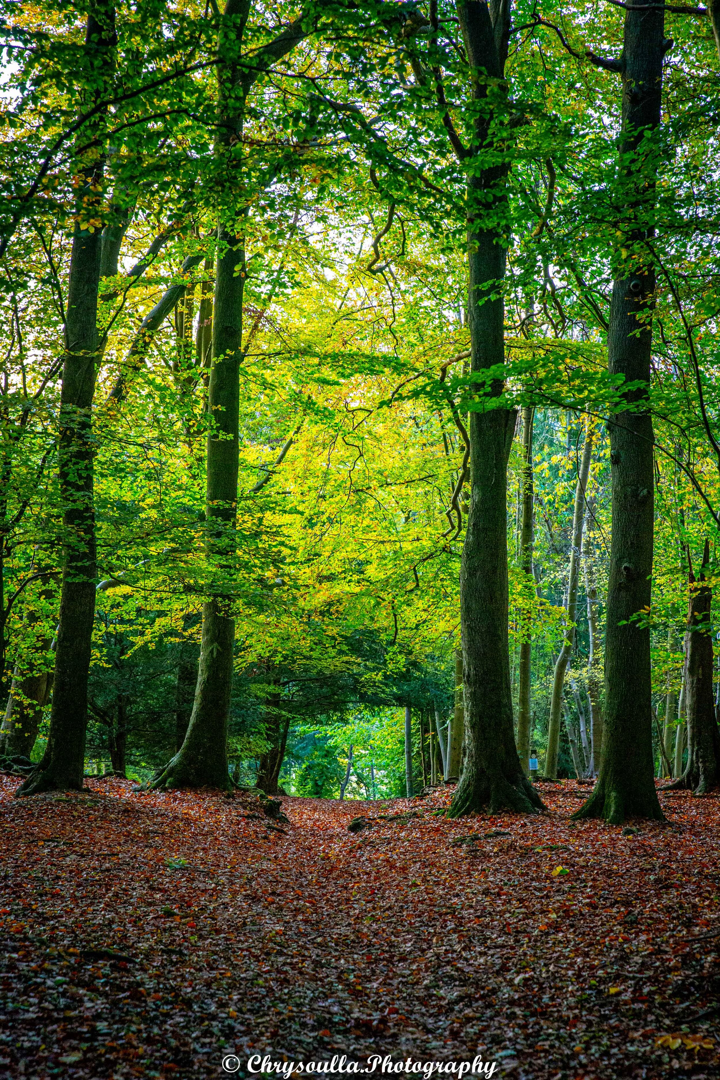 Sulham Woods in the Autumn