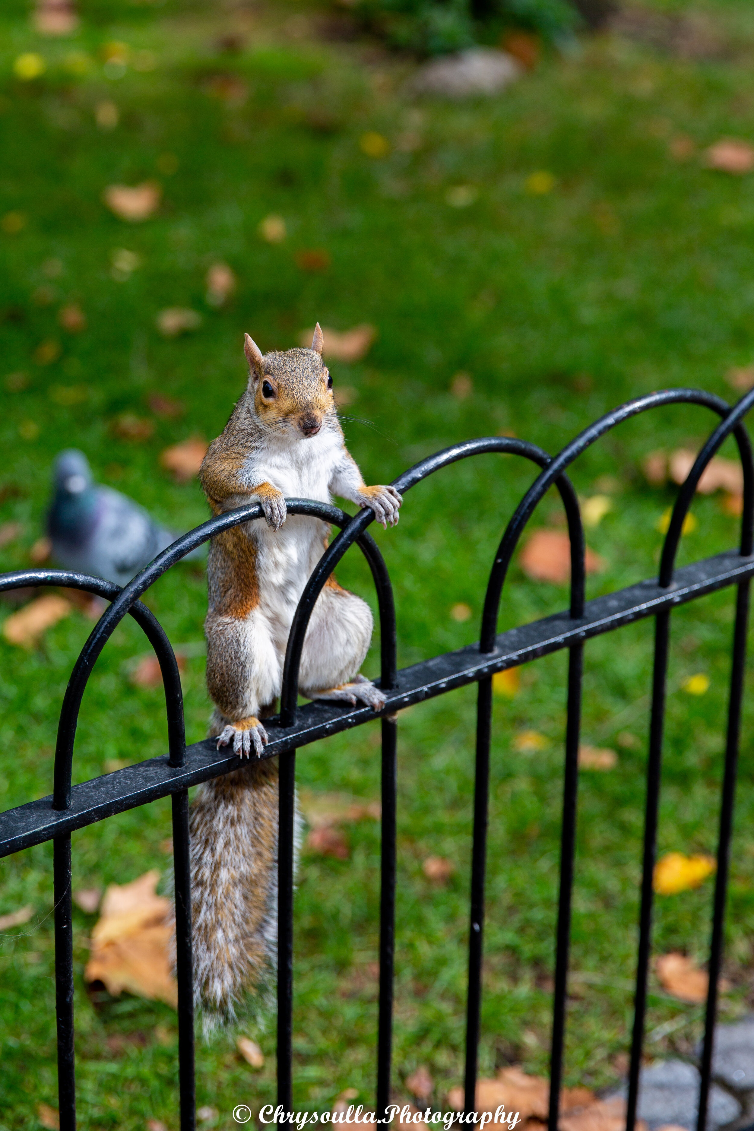 Looking for Food, St James's Park Squirrel