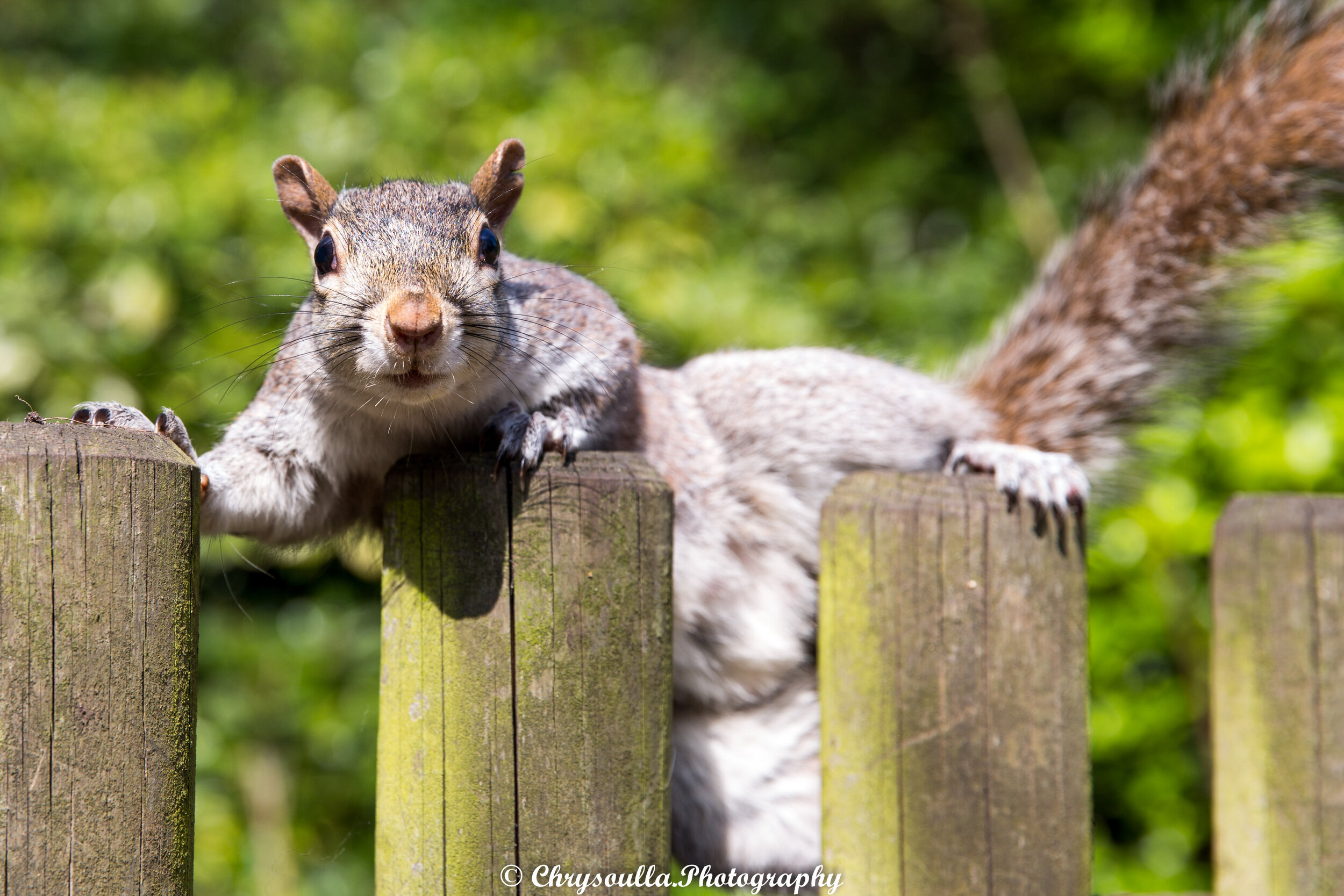 Battersea Park Squirrel