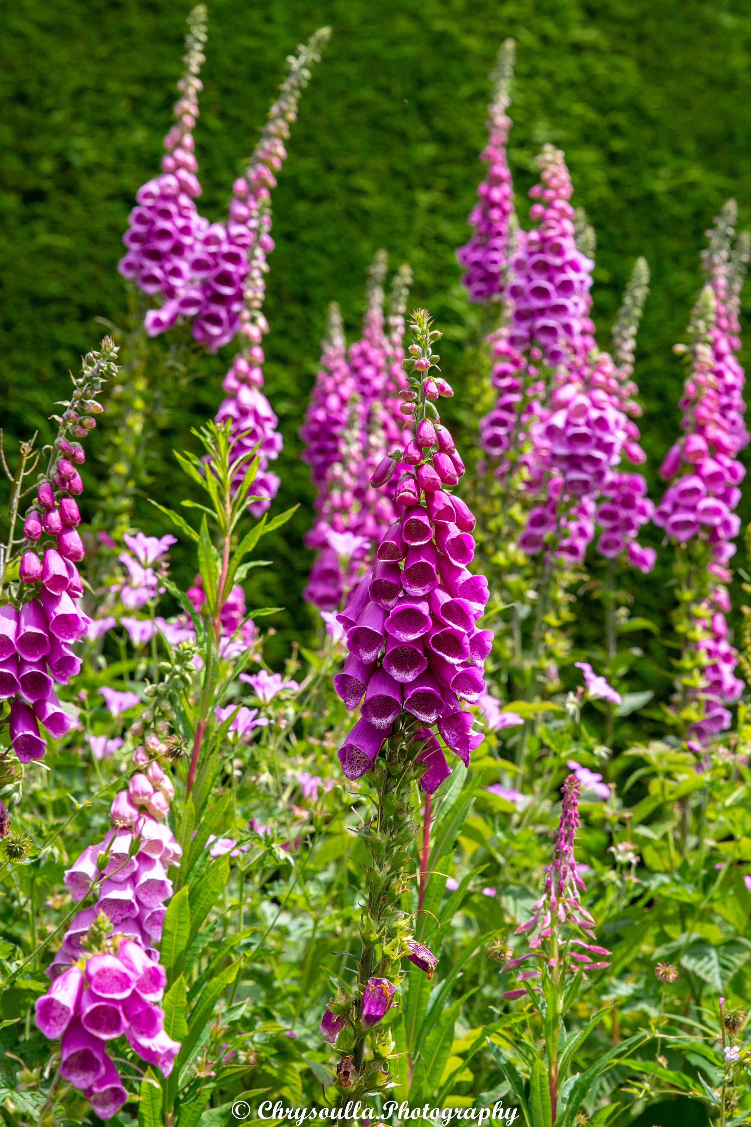 Portinscale Foxgloves