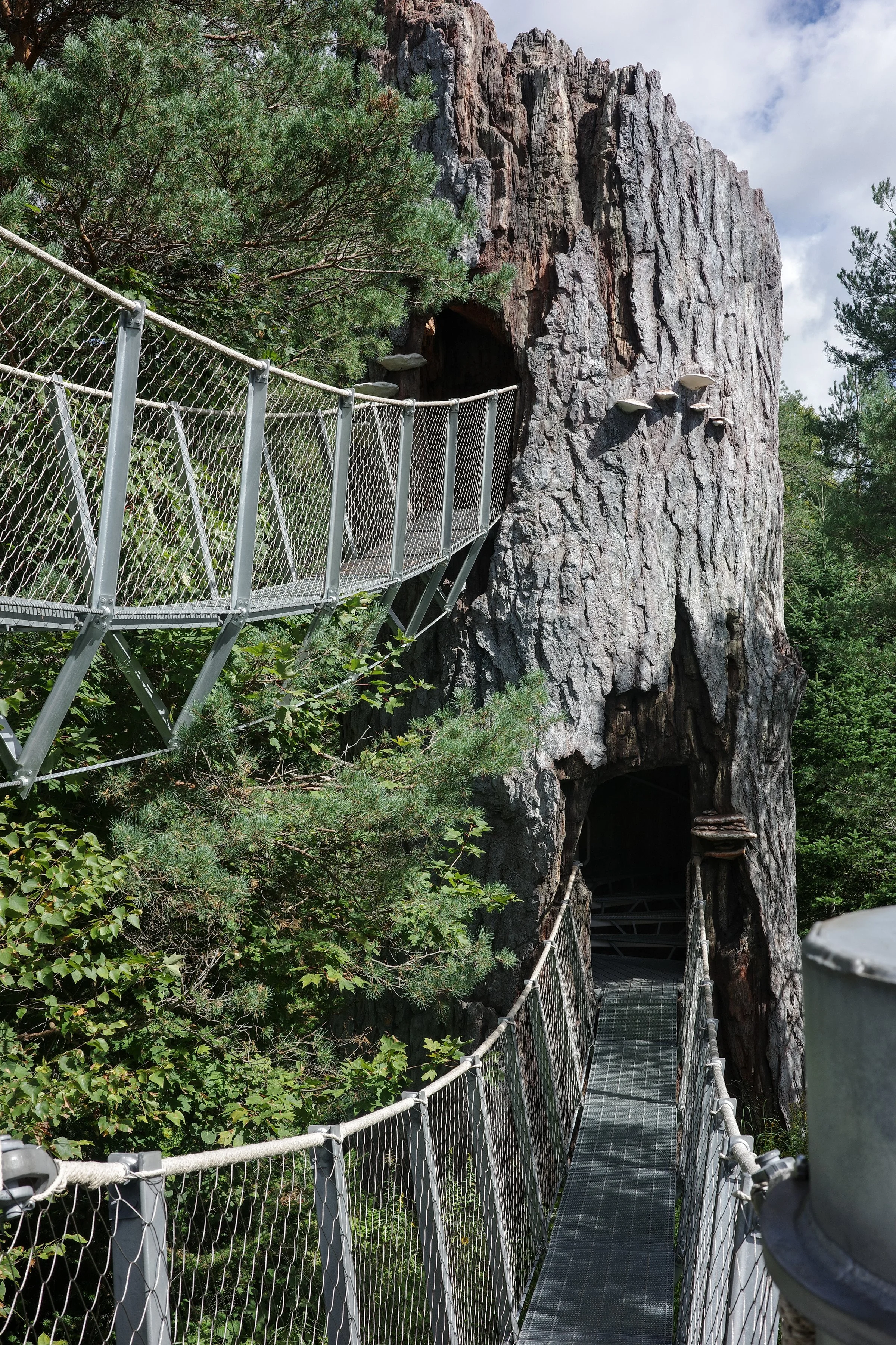 The Amazing Wild Center — Ed's Musings