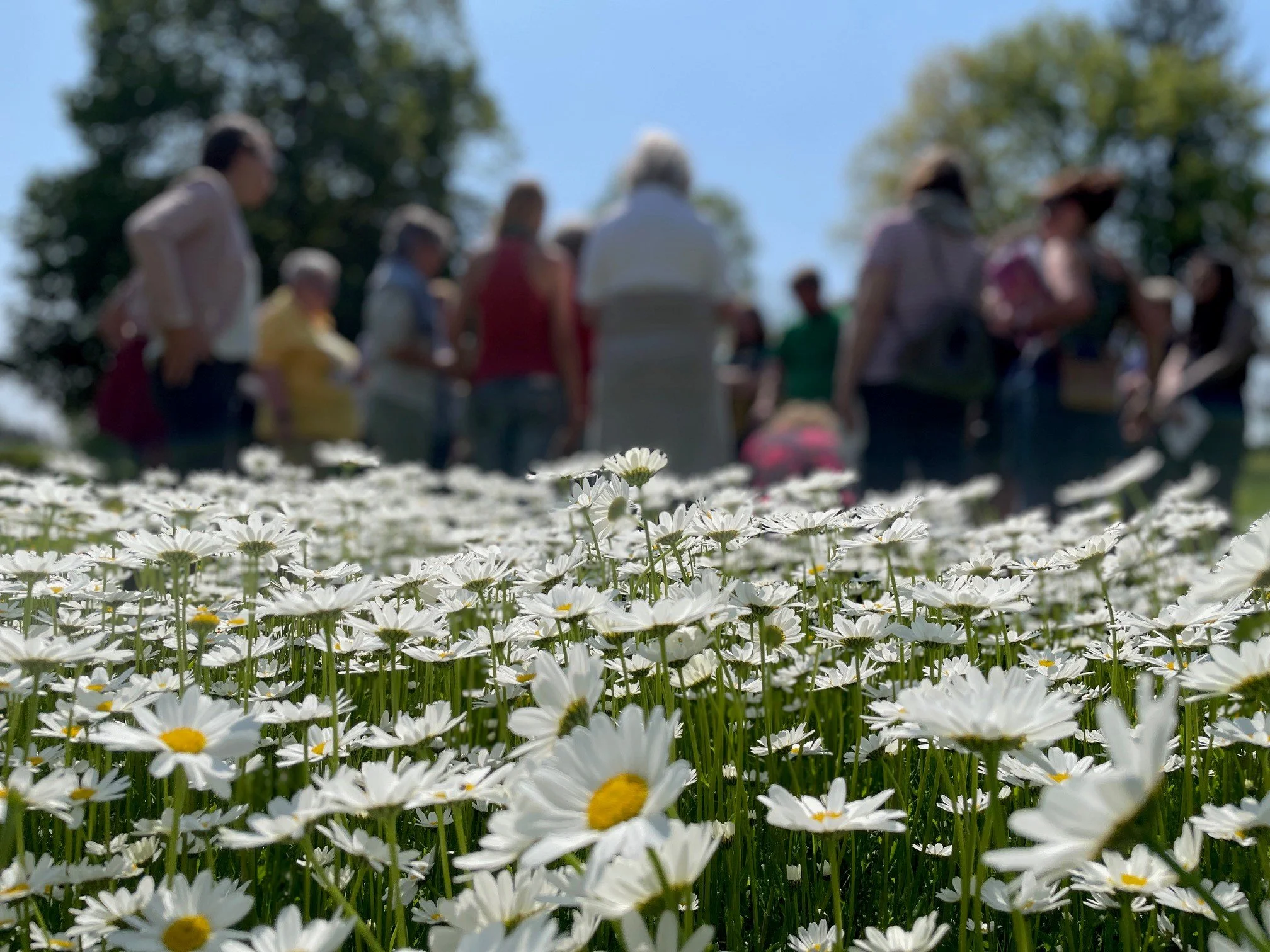 Kräuterausbildung ab März 2024 