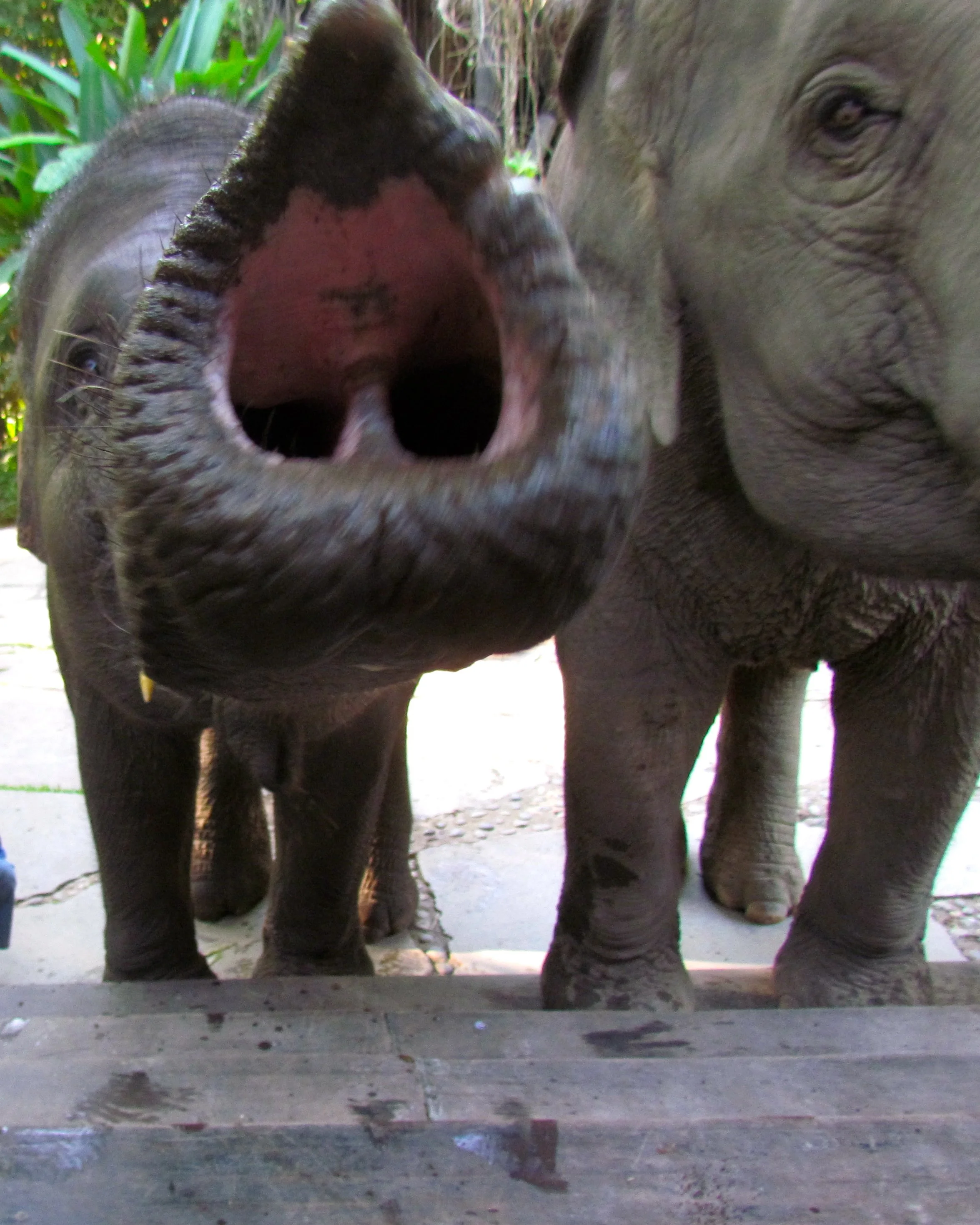 Elephant Trunk in Thailand.jpeg