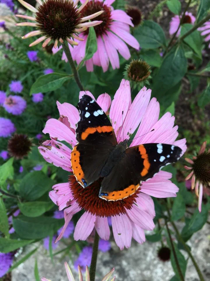 Butterfly.jpg