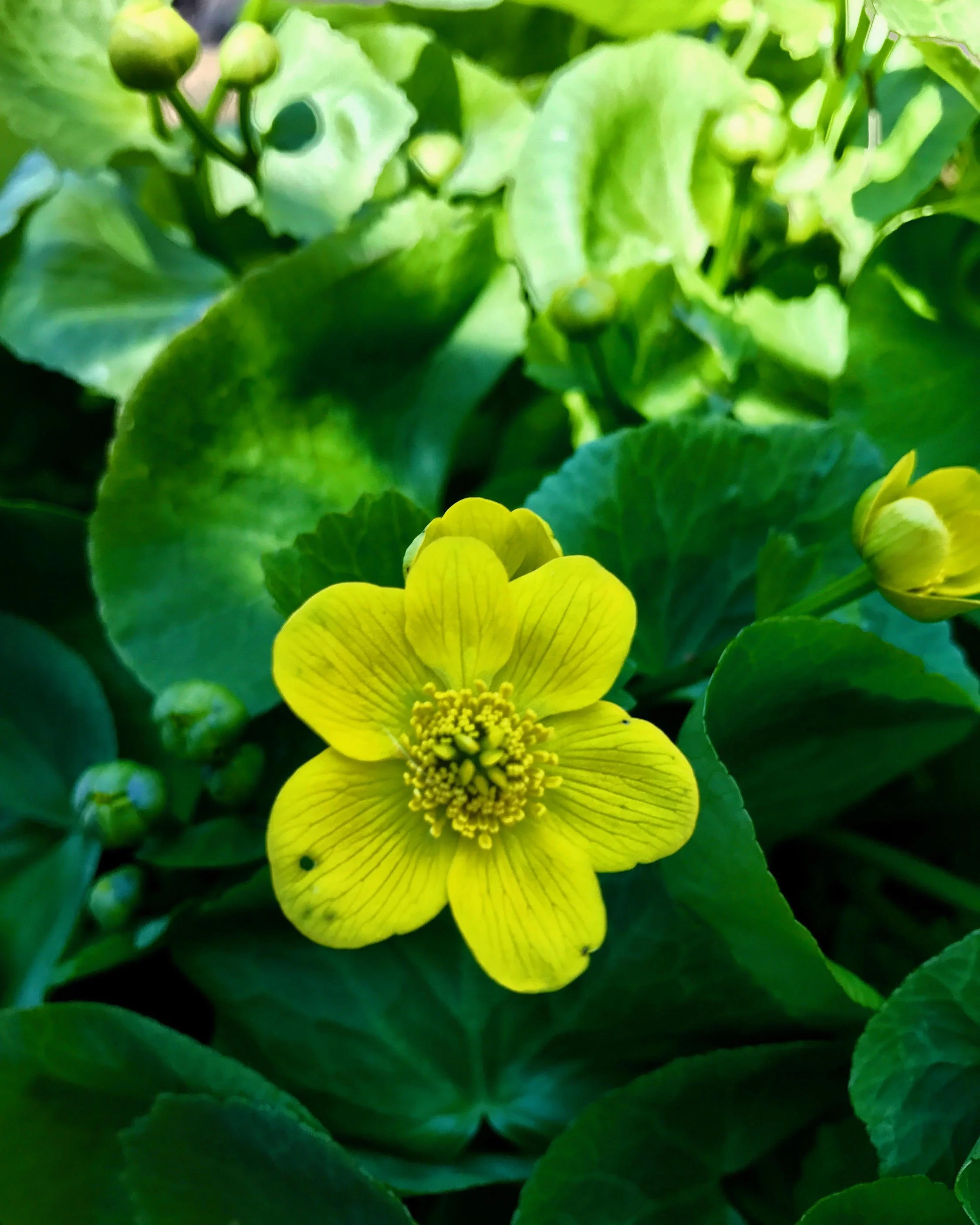 marshmarigold.jpg