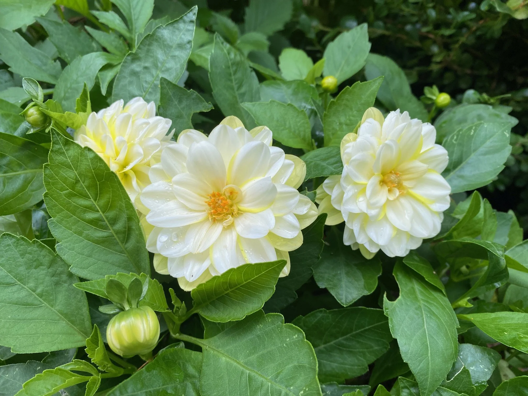 General Admission - Summer 2024