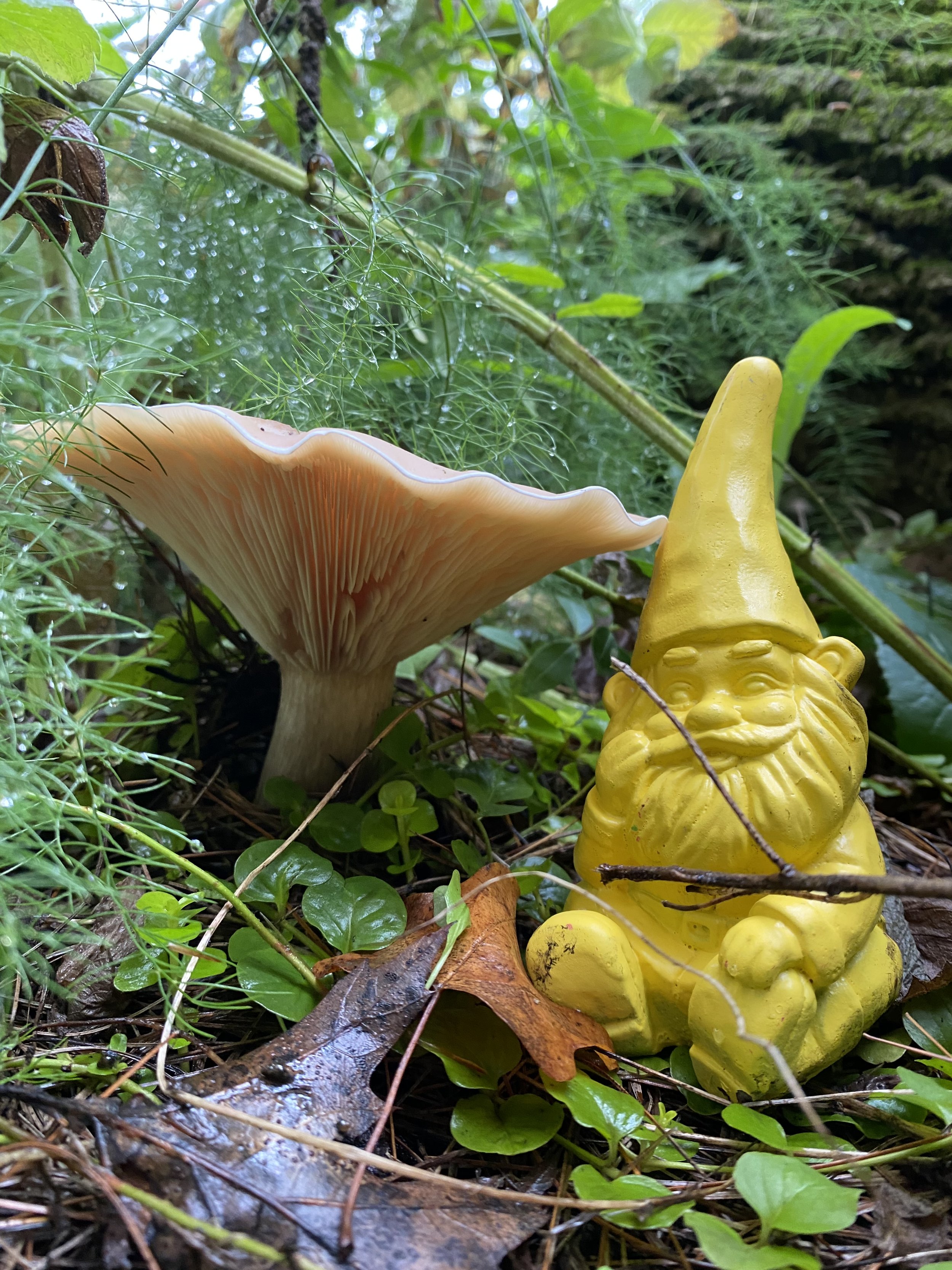 Fairyfolk Festival - General Admission
